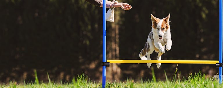 How to Train Your Puppy Consistently How to Train Your Puppy Consistently